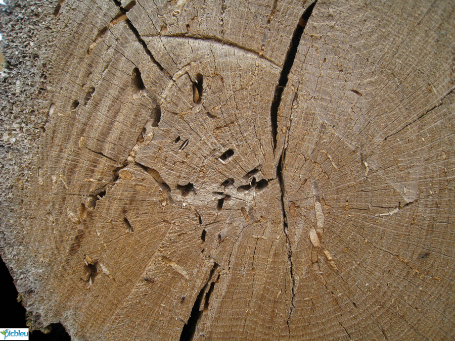 Bois énergie composition chimique carbone hydrogène azote eau
