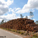 Tempêtes 1999 et 2009 : Dégâts et reboisement des forêts françaises