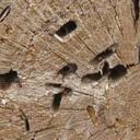 Quand le bois est dur, comment injecter le sel de bore ?