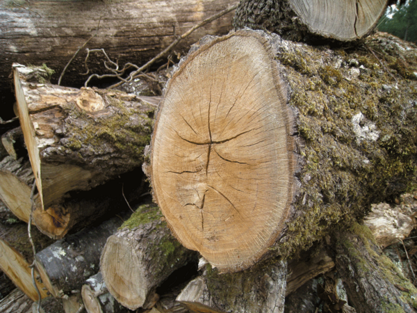 troncs-arbres-bois-chêne-tronçonnés-empilés-dans-clairière-forêt