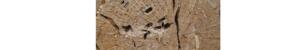 Quand le bois est dur, comment injecter le sel de bore ?