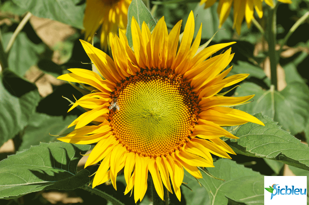 abeille-butinant-fleur-de-tournesol