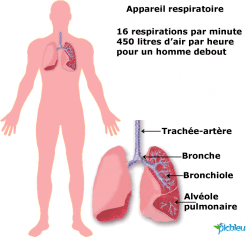 appareil respiratoire humain