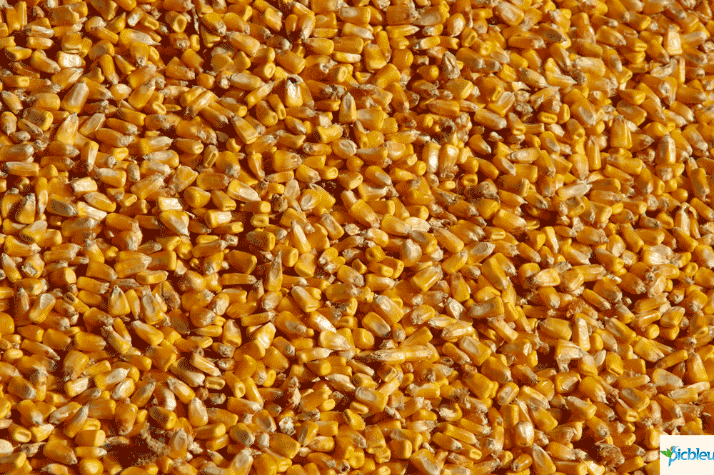 Grain de maïs non OGM