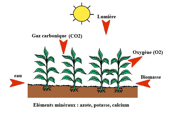 Mécanisme de croissance des plantes