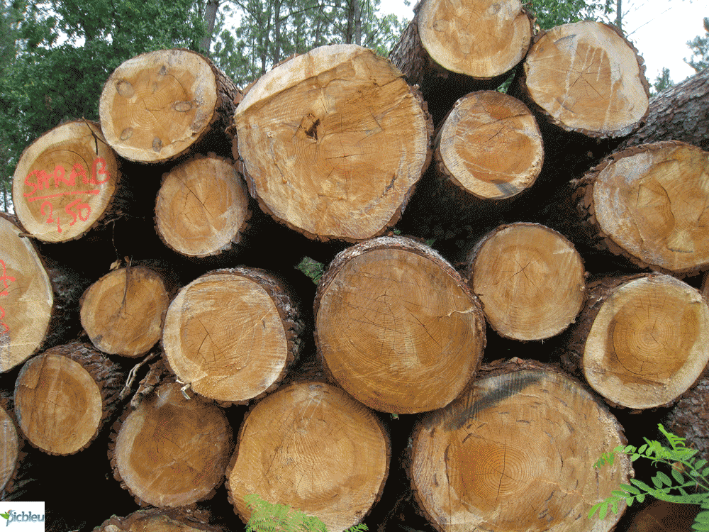 troncs-arbres-tronçonnés-empilés