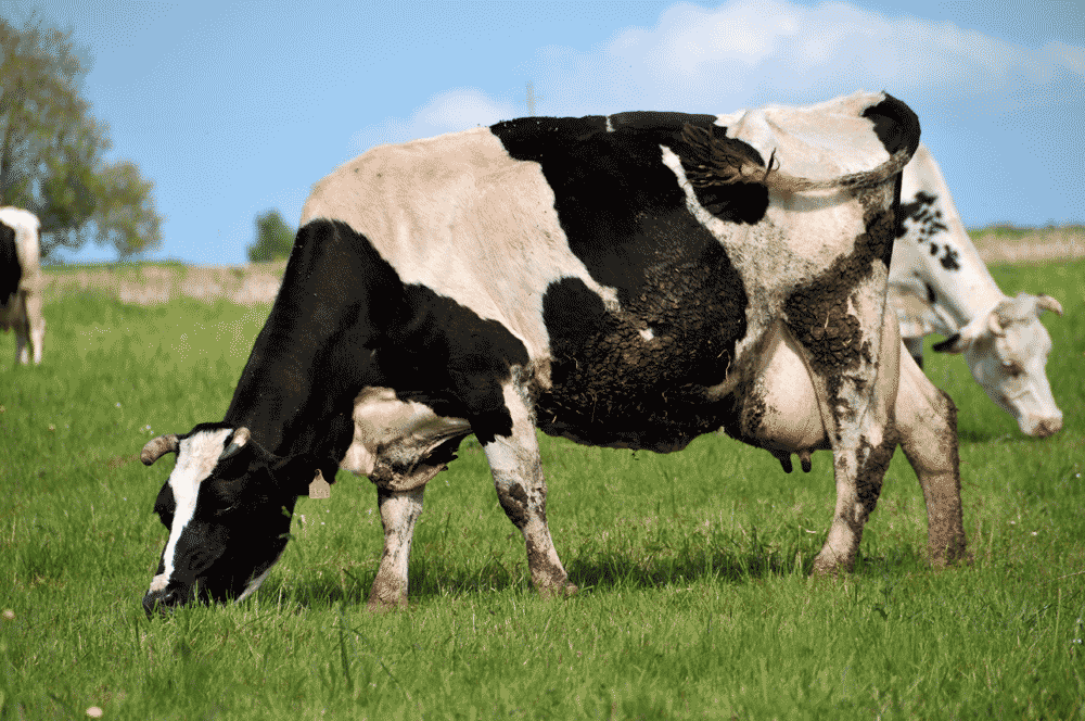 Vache broutant de l'herbe