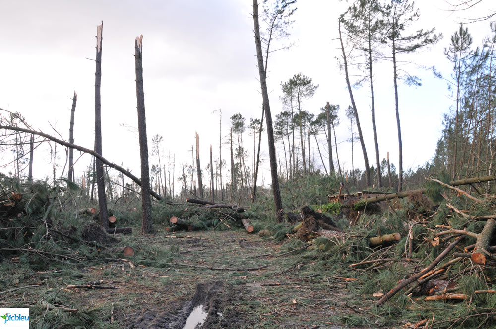 aléas-climatique-tempête-forêt-dévastée-Landes-janvier-2009
