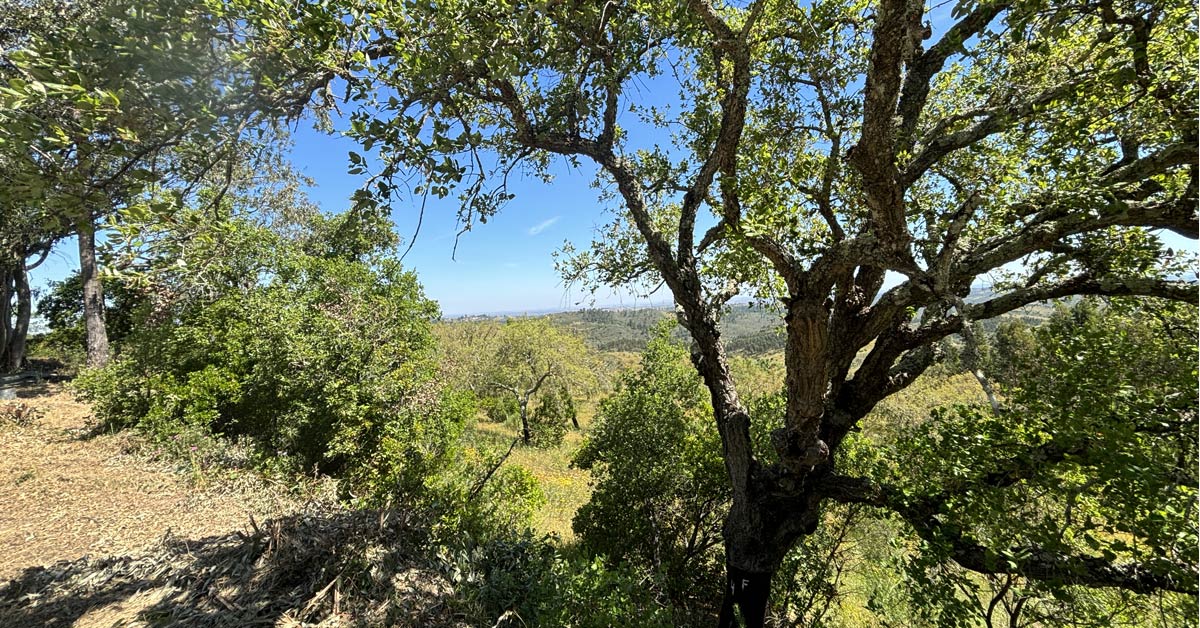 chene-liege-foret-alentejo-portugal.jpg