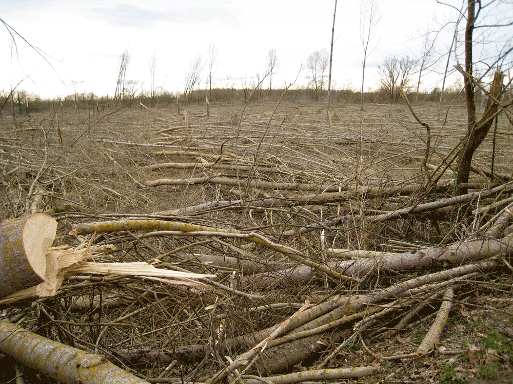 coupe-rase-forêt-disparition-arbres-et-biotope