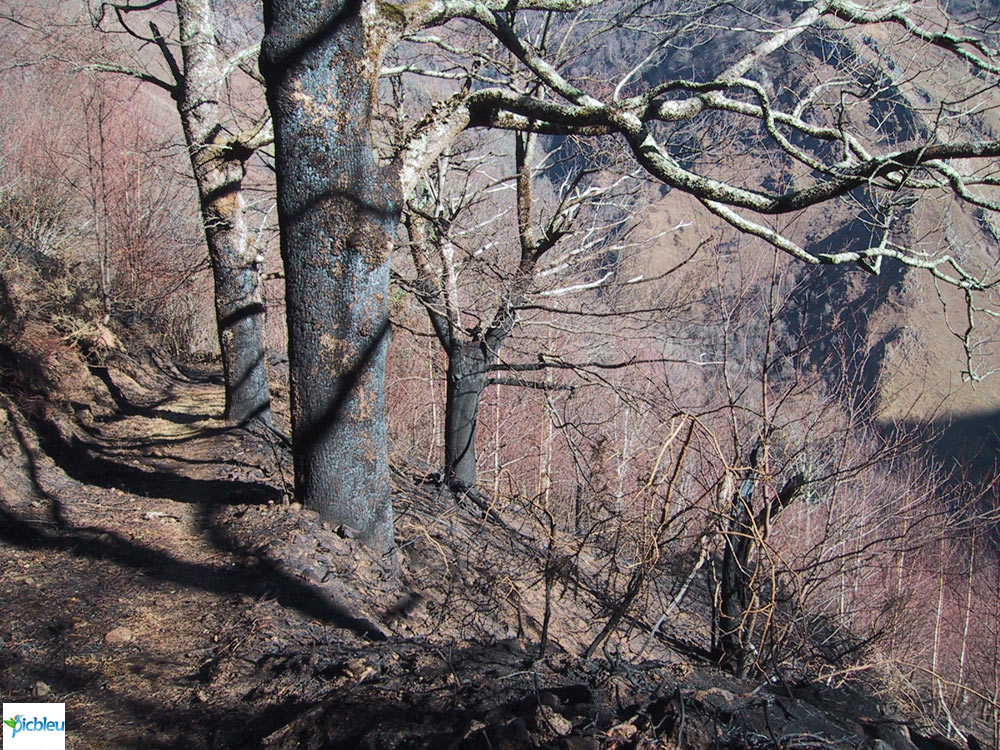 forêt-Pyrénées-bois-brûlé-suite-incendie-écobuage