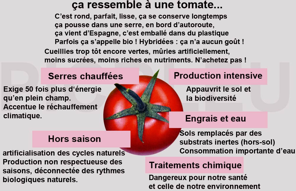 Inconvenients-des-tomates-sous-serre-chauffée
