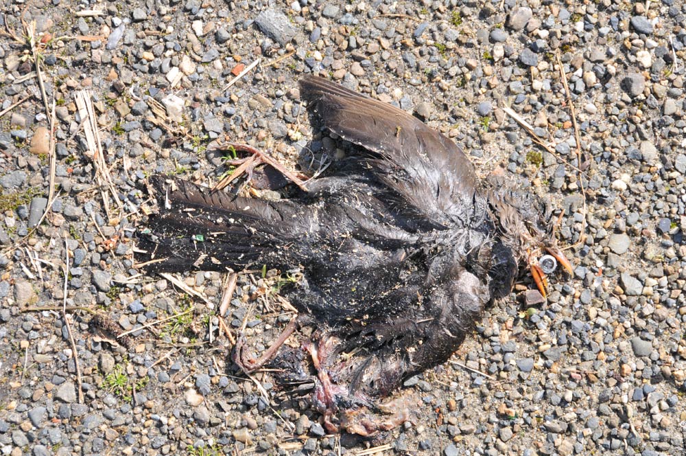 oiseau-mort-victime-pollution-plastique.jpg