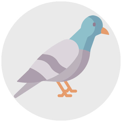 pigeon-victime-eco-delinquant
