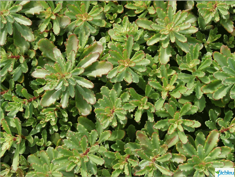 plante-toit-végétalisé-Sedum-floriferum.png
