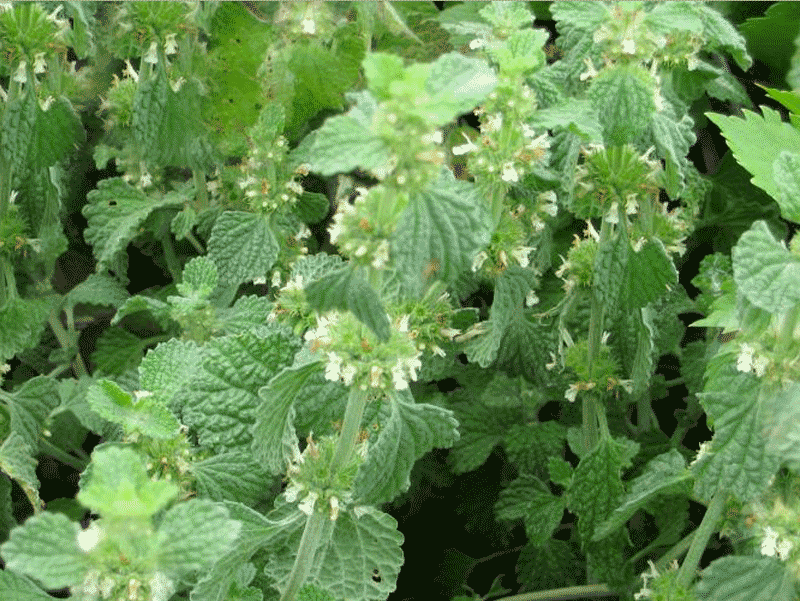 plante-vivace-herbacée-Marrube.png