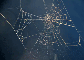 toile-araignée-attire-les-insectes-comme-le-web-les-internautes