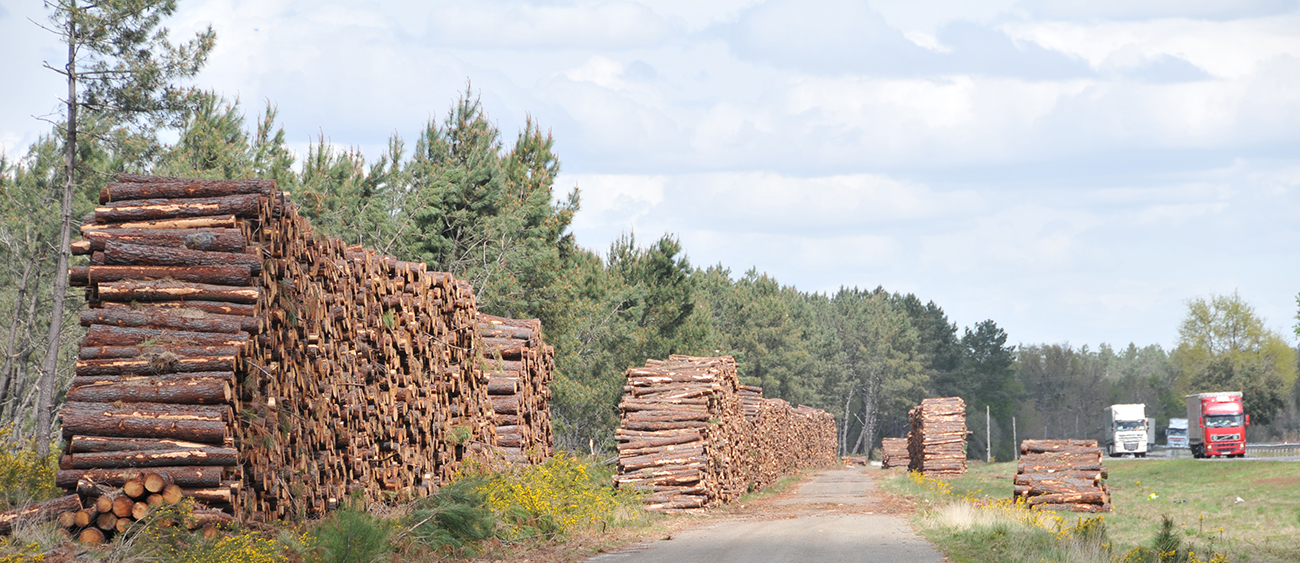 Arbres-sur-le-bord-de-l'autoroute-Bayonne-Bordeaux