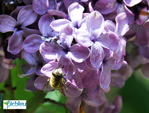 Insecte-pollinisateur-article-abeilles-causes-et-disparition