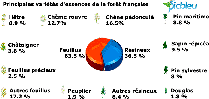 /principales-variétés-essences-arbres-foret-française